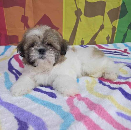 Shih Tzu