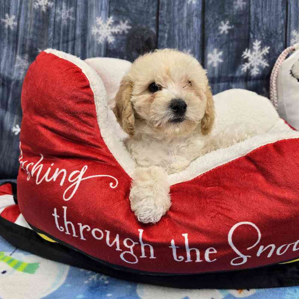 Female Bichonpoo Puppy for Sale in Virginia Beach, VA