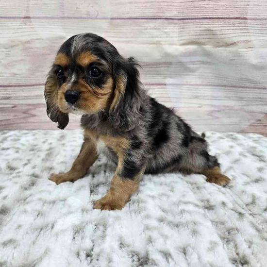 Cavalier King Charles Spaniel