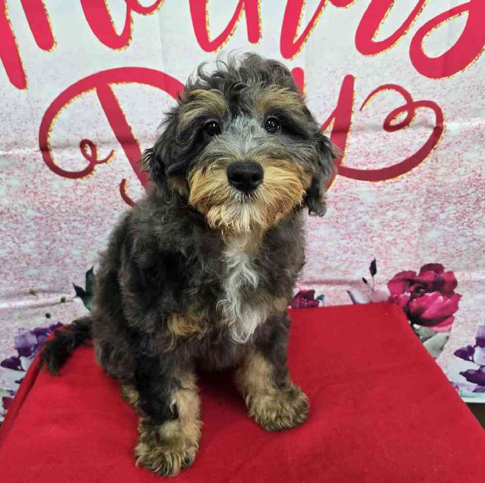 Male Mini Bernadoodle Puppy for Sale in Virginia Beach, VA