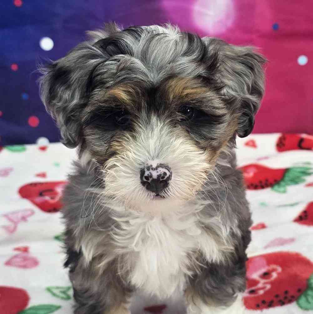 Female Mini Bernadoodle Puppy for Sale in Virginia Beach, VA