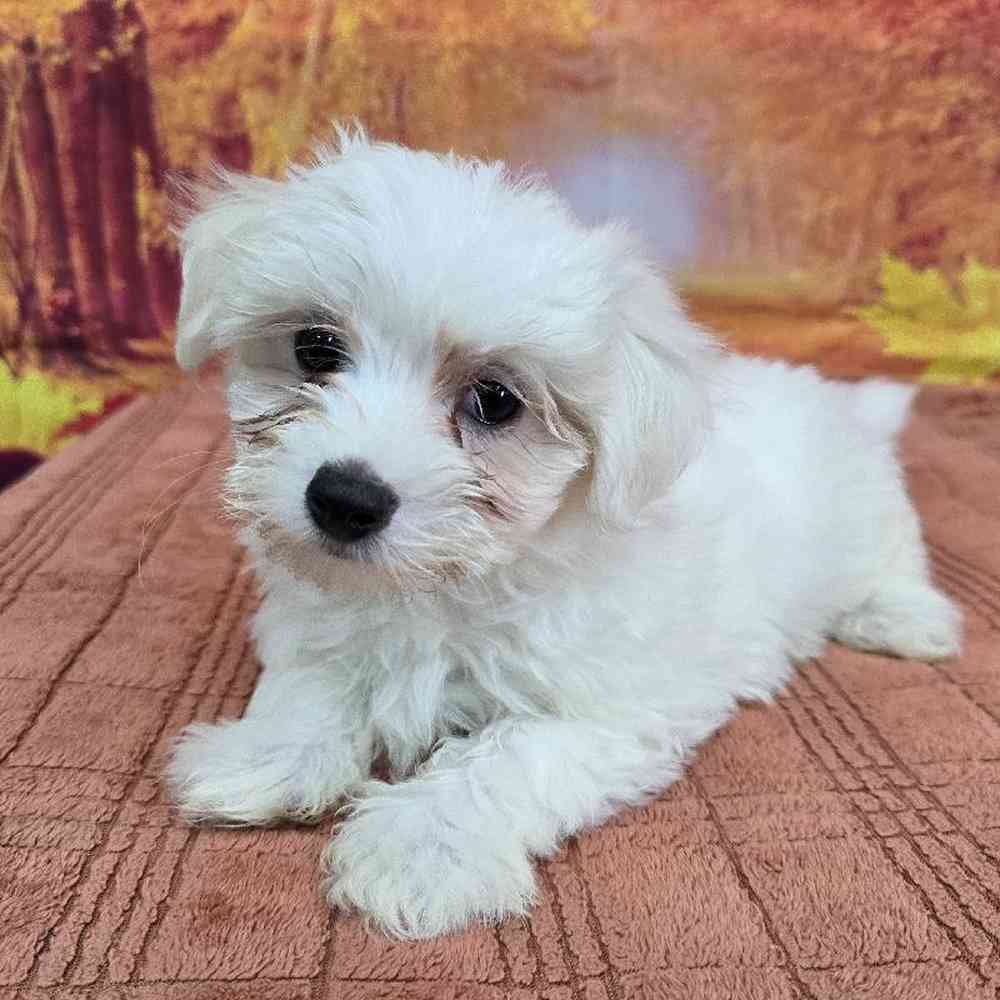 Male Maltese Puppy for Sale in Virginia Beach, VA