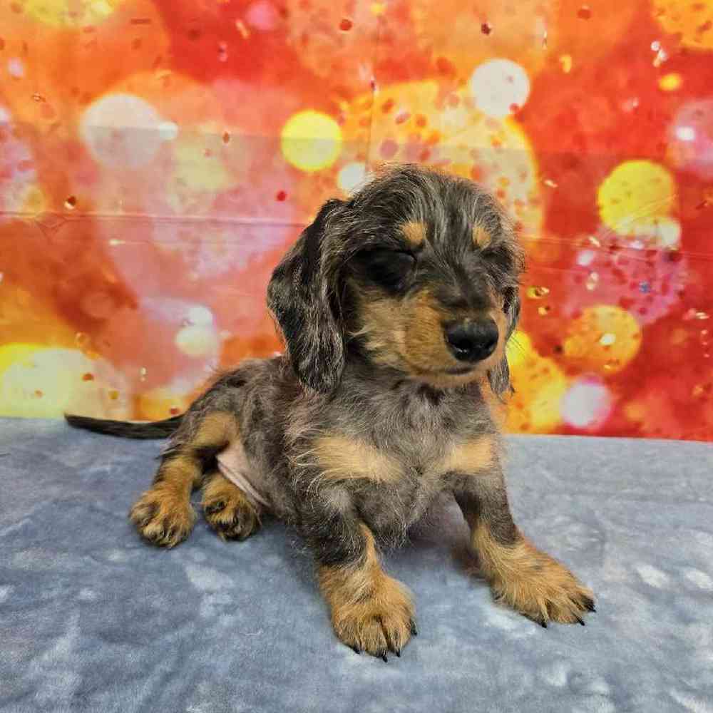 Male Dachshund Puppy for Sale in Virginia Beach, VA