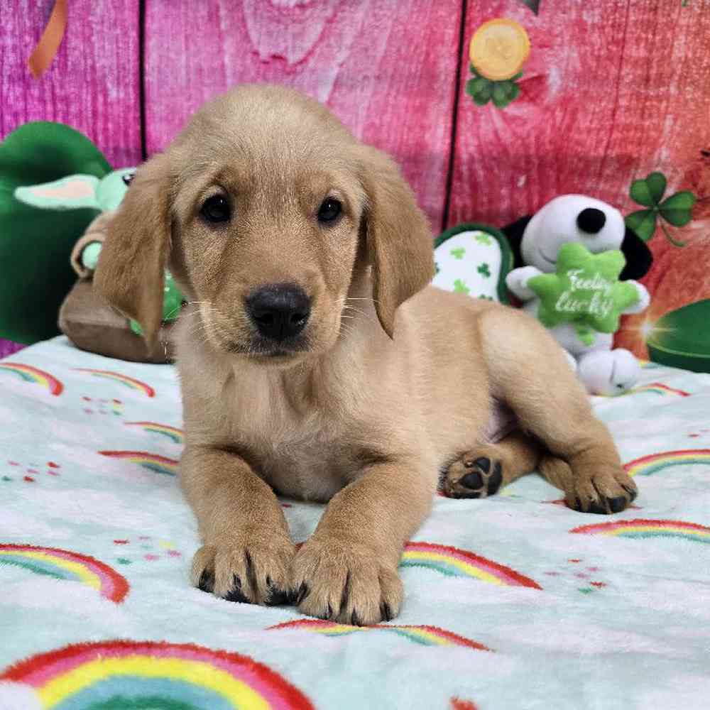 Male Golden Lab Puppy for Sale in Virginia Beach, VA
