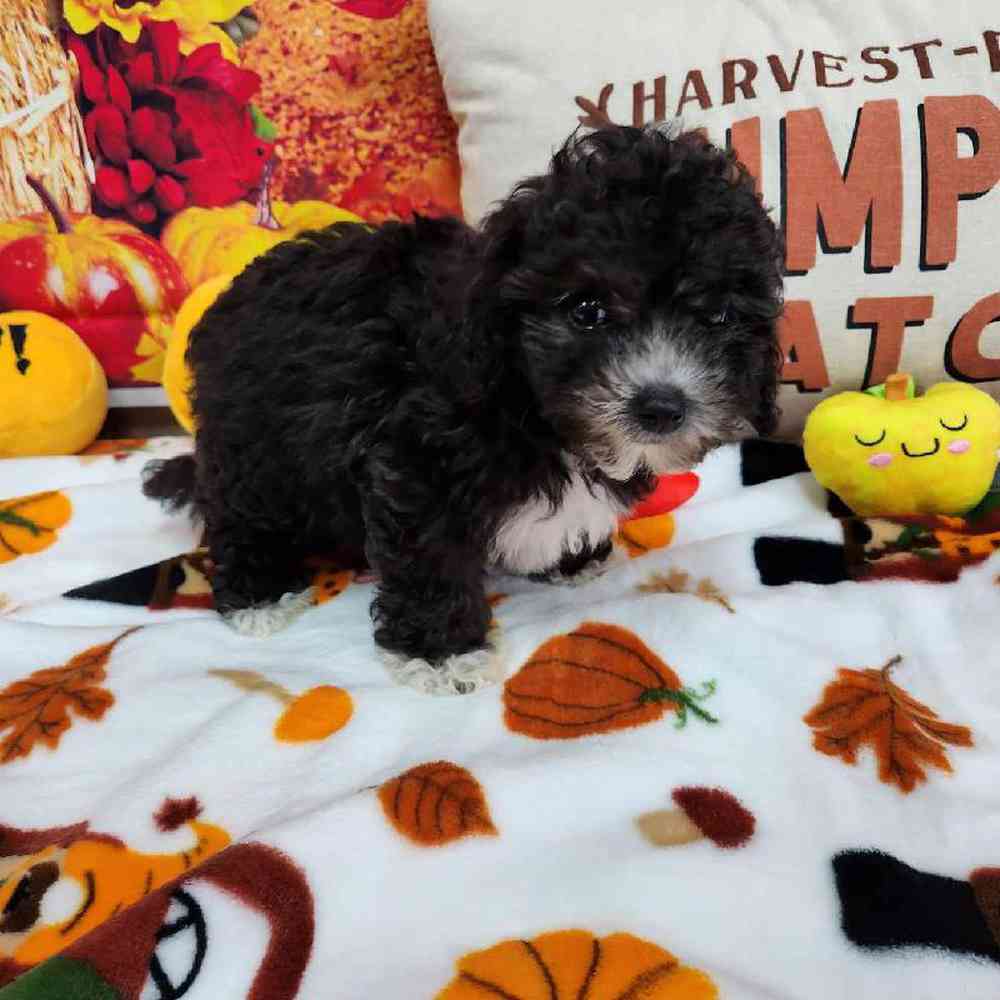 Female Cockapoo Puppy for Sale in Virginia Beach, VA