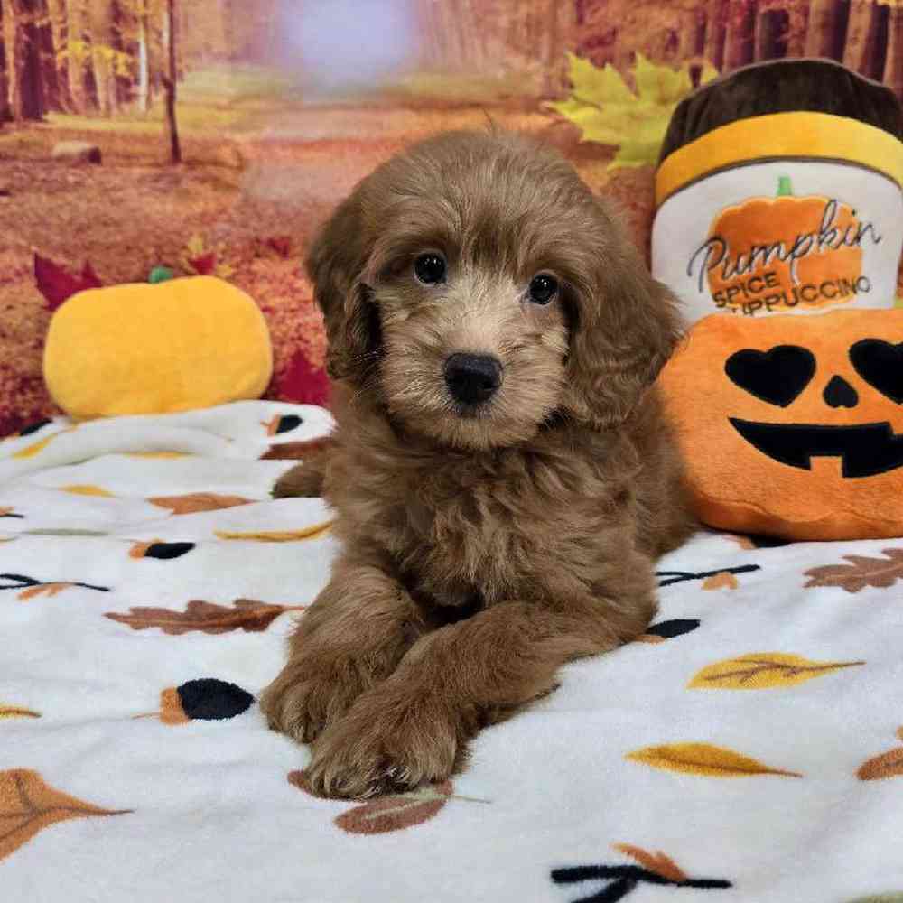 Male Mini Goldendoodle Puppy for Sale in Virginia Beach, VA