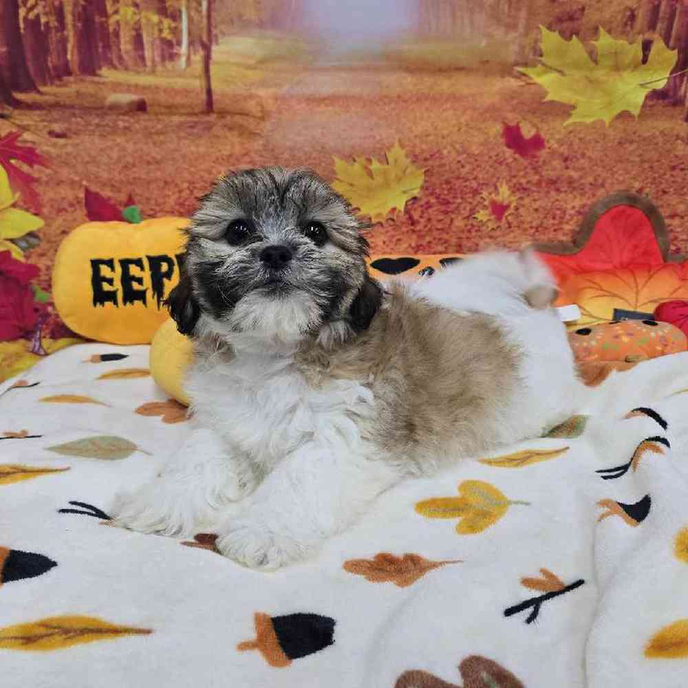 Female Teddy Bear Puppy for Sale in Virginia Beach, VA