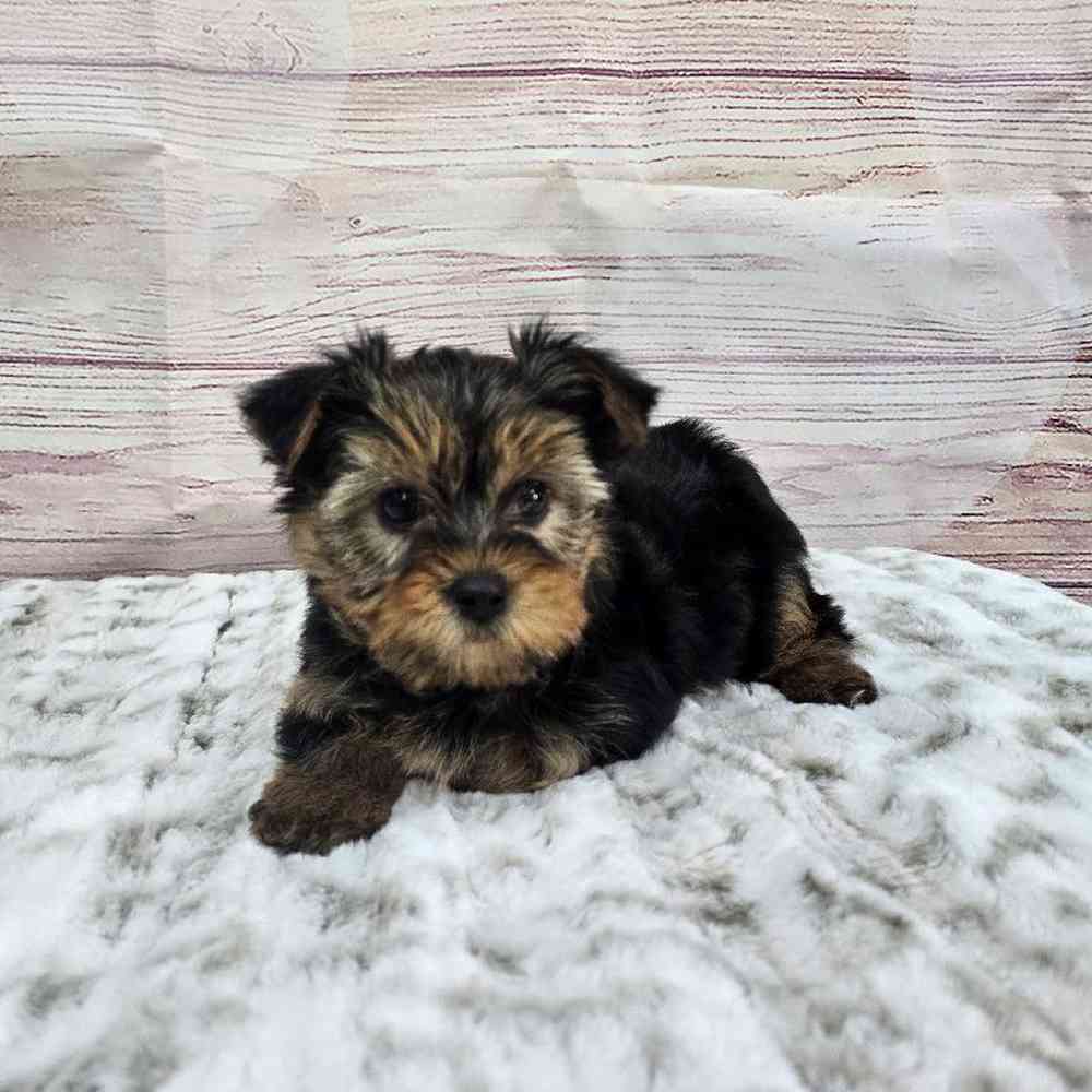 Male Yorkie Puppy for Sale in Virginia Beach, VA