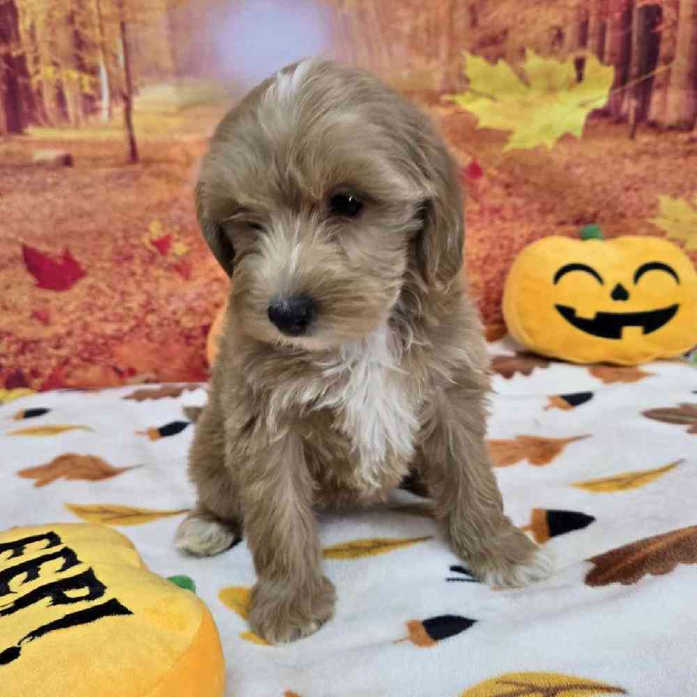 Female Mini Goldendoodle Puppy for Sale in Virginia Beach, VA