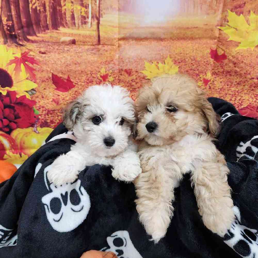 Male Bichonpoo Puppy for Sale in Virginia Beach, VA