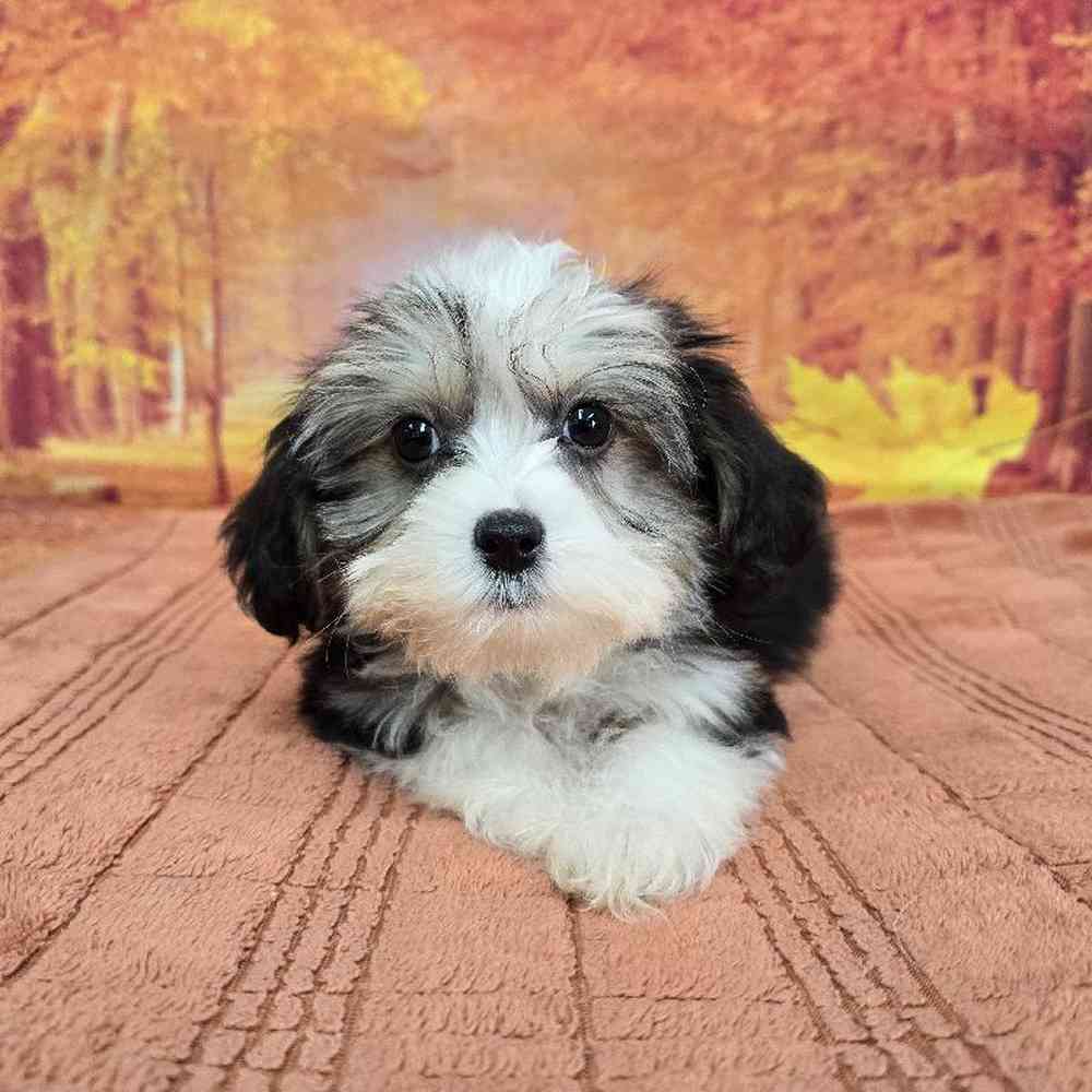 Male Chinese Crested Puppy for Sale in Virginia Beach, VA