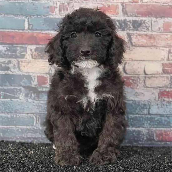 Mini Poodle