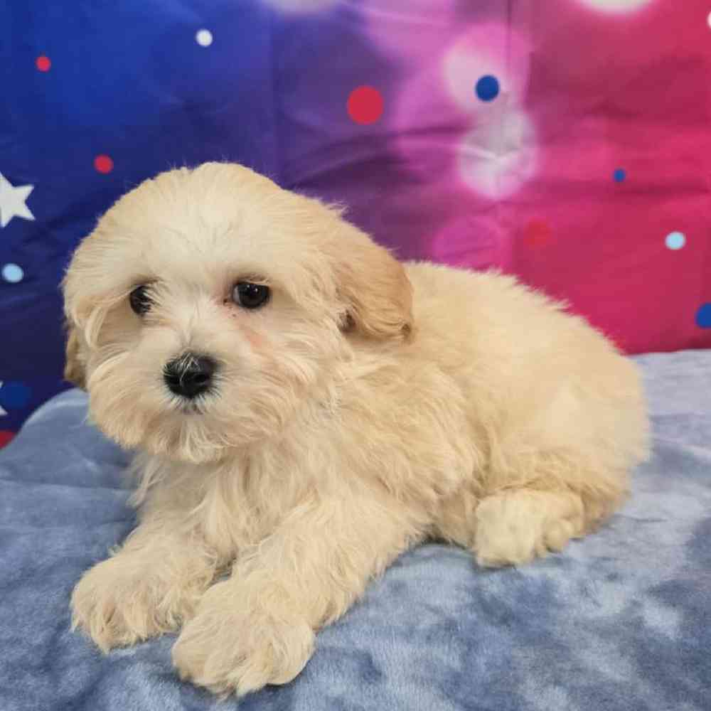 Male Maltipoo Puppy for Sale in Virginia Beach, VA