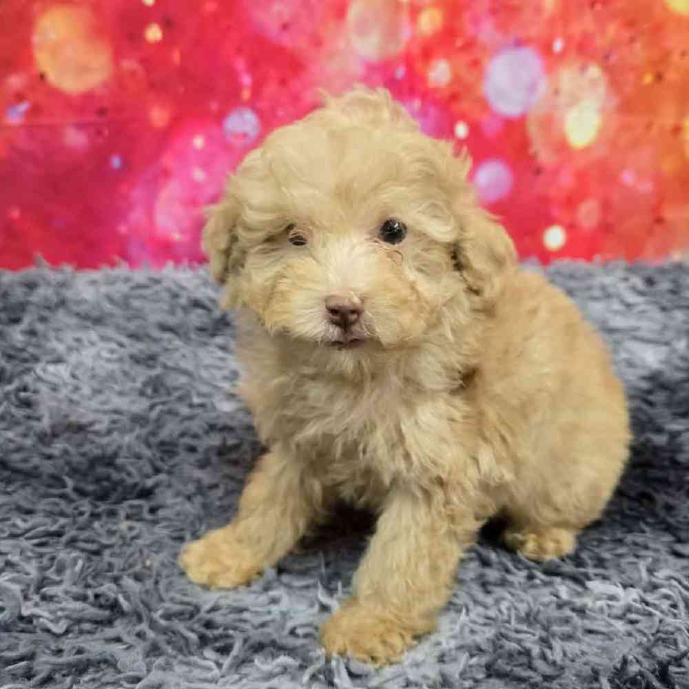 Male Mini Poodle Puppy for Sale in Virginia Beach, VA
