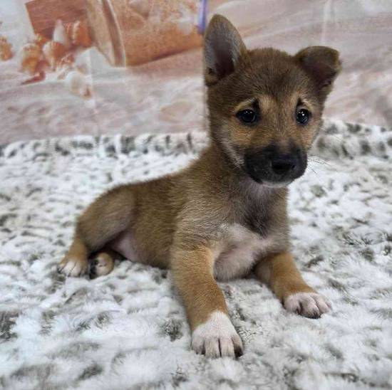 Shiba Inu