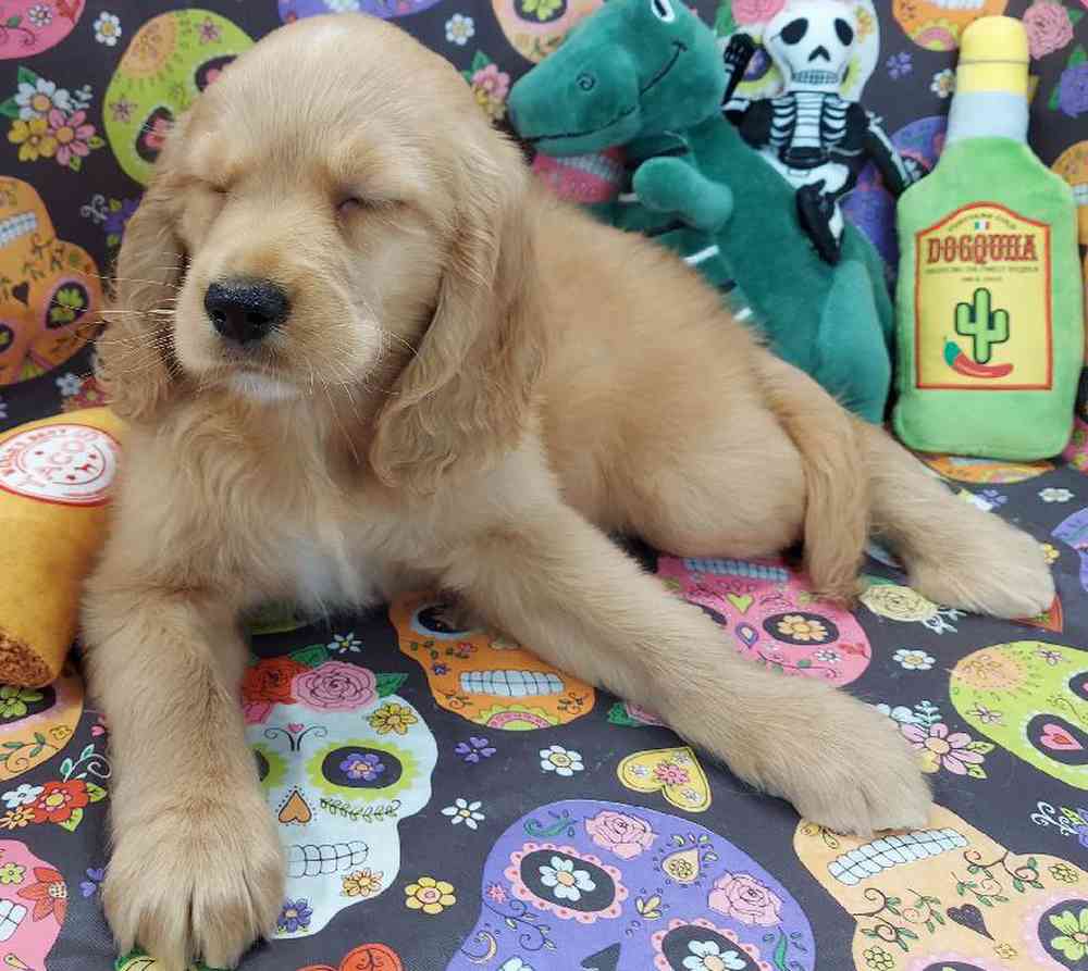 Female Comfort Retriever Puppy for sale