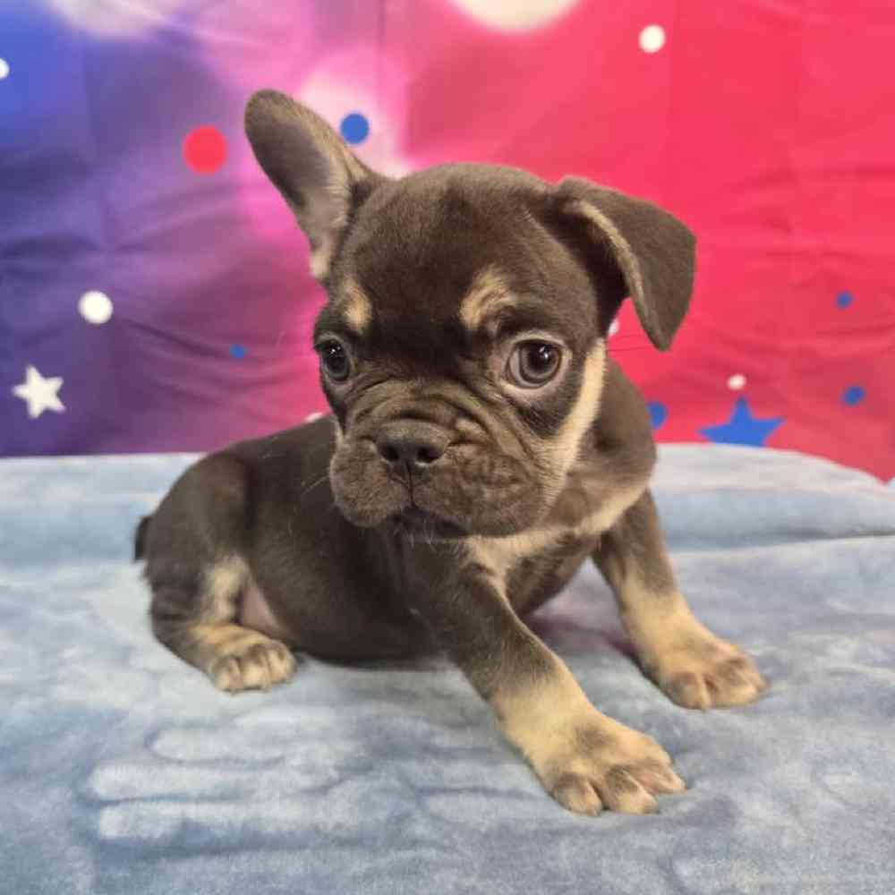 Male French Bulldog Puppy for Sale in Virginia Beach, VA