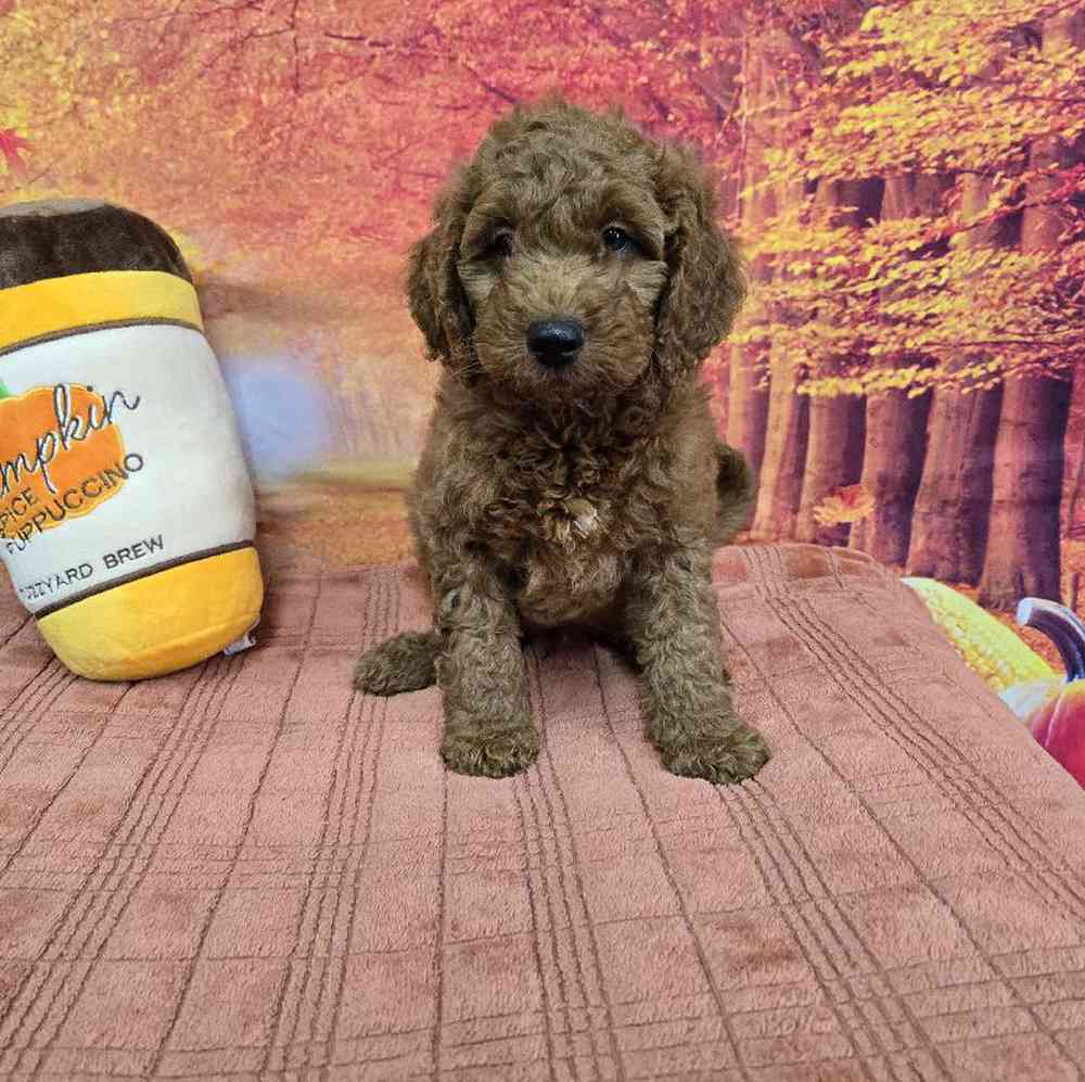 Male Goldendoodle Puppy for Sale in Virginia Beach, VA