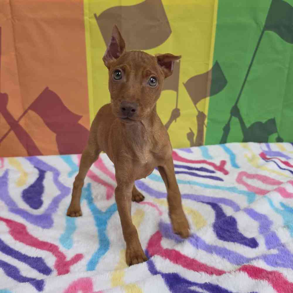 Male Min Pin Puppy for Sale in Virginia Beach, VA
