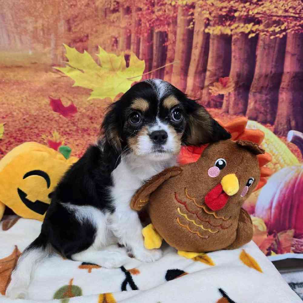 Male Cavalier King Charles Spaniel Puppy for Sale in Virginia Beach, VA