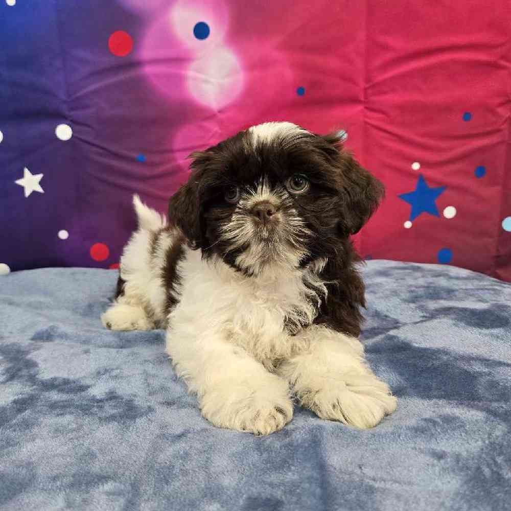 Male Shih Tzu Puppy for Sale in Virginia Beach, VA