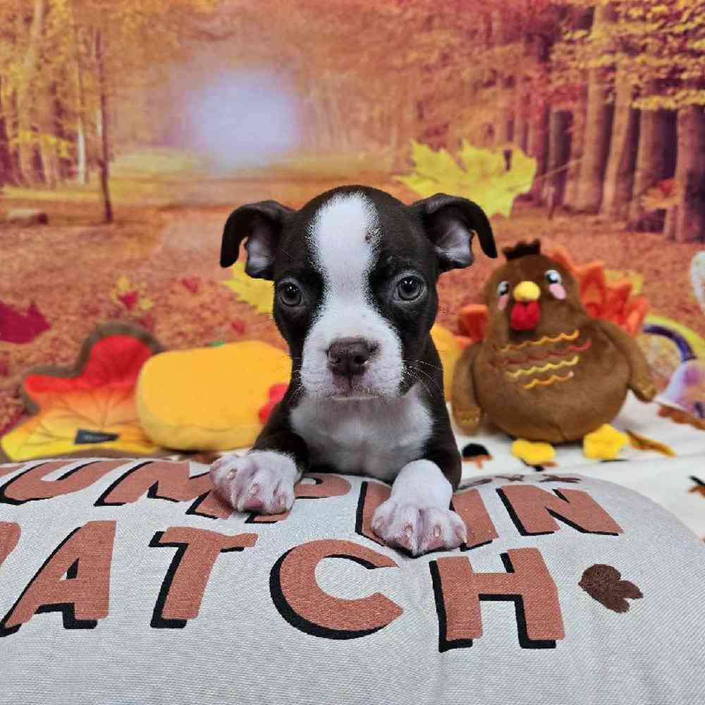 Male Boston Terrier Puppy for Sale in Virginia Beach, VA