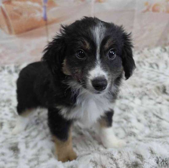 Mini Aussie