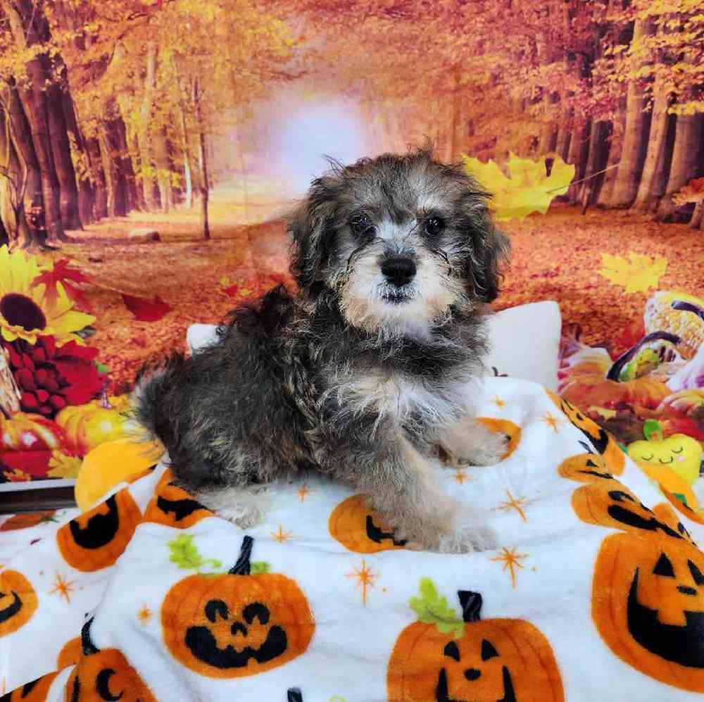 Male Shipoo Puppy for Sale in Virginia Beach, VA