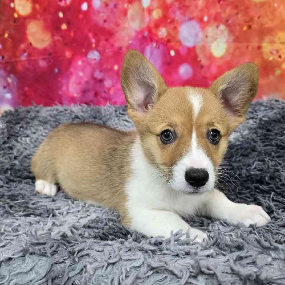 Female Pembroke Welsh Corgi Puppy for Sale in Virginia Beach, VA