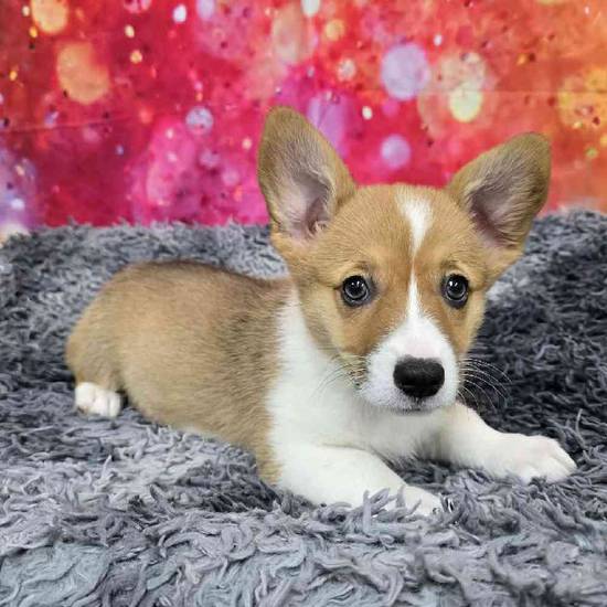 Pembroke Welsh Corgi