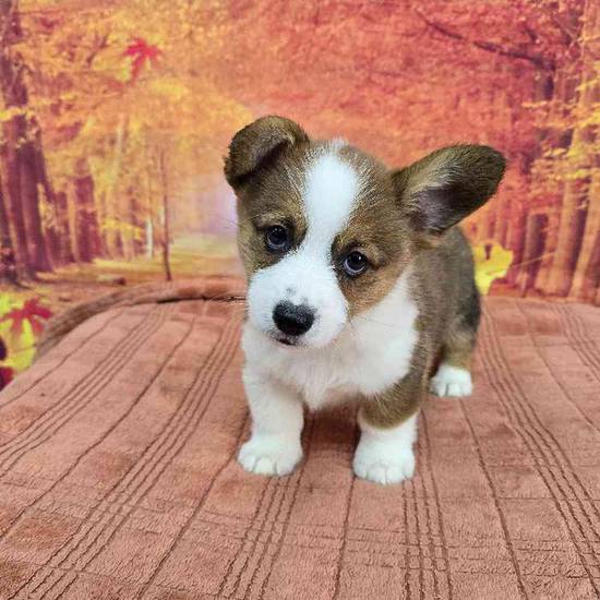 Pembroke Welsh Corgi