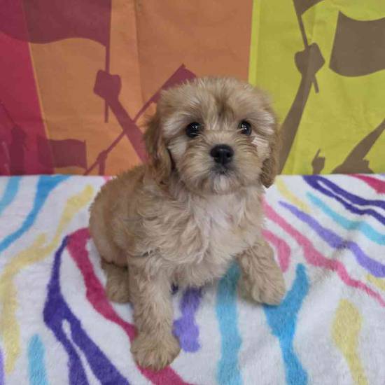 Cavapoo