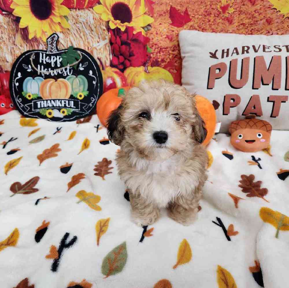 Male Bichonpoo Puppy for Sale in Virginia Beach, VA
