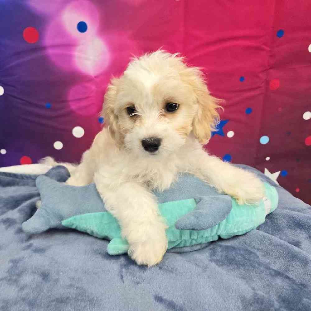 Female Cavachon Puppy for Sale in Virginia Beach, VA