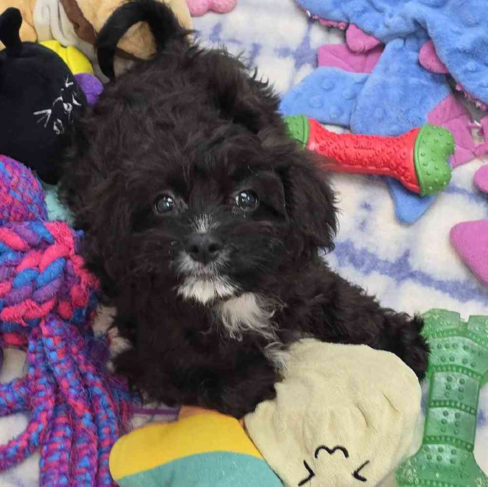 Female Cavapoo Puppy for Sale in Virginia Beach, VA