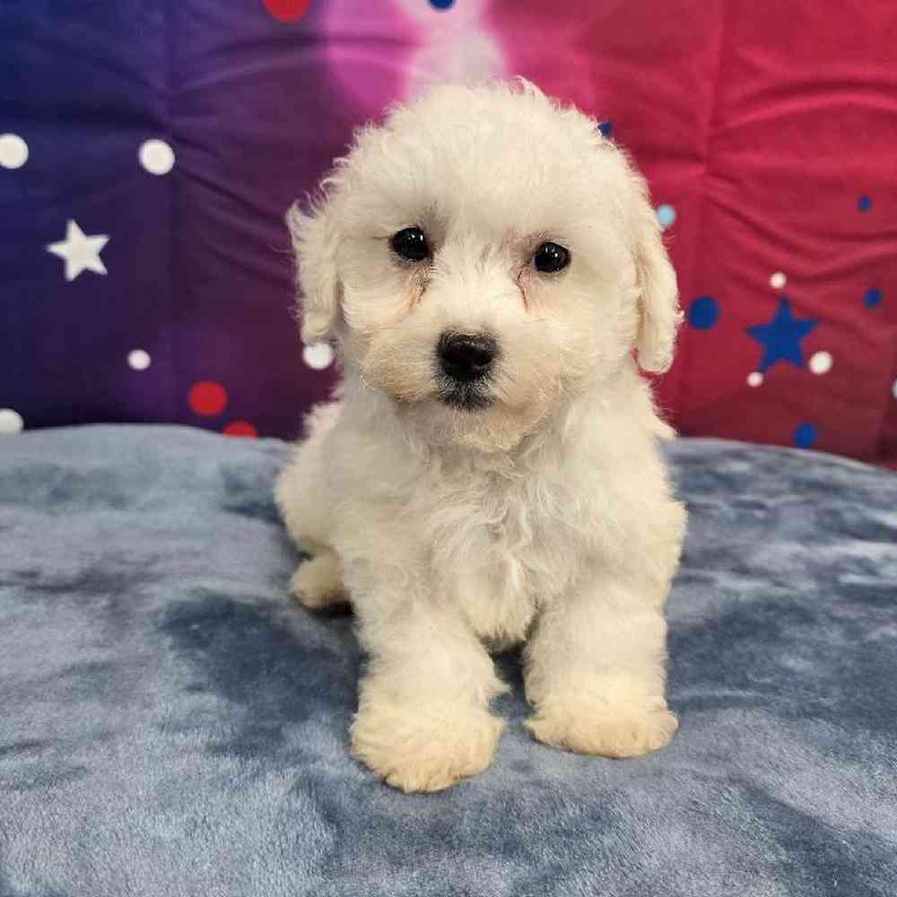 Male Bichon Puppy for Sale in Virginia Beach, VA