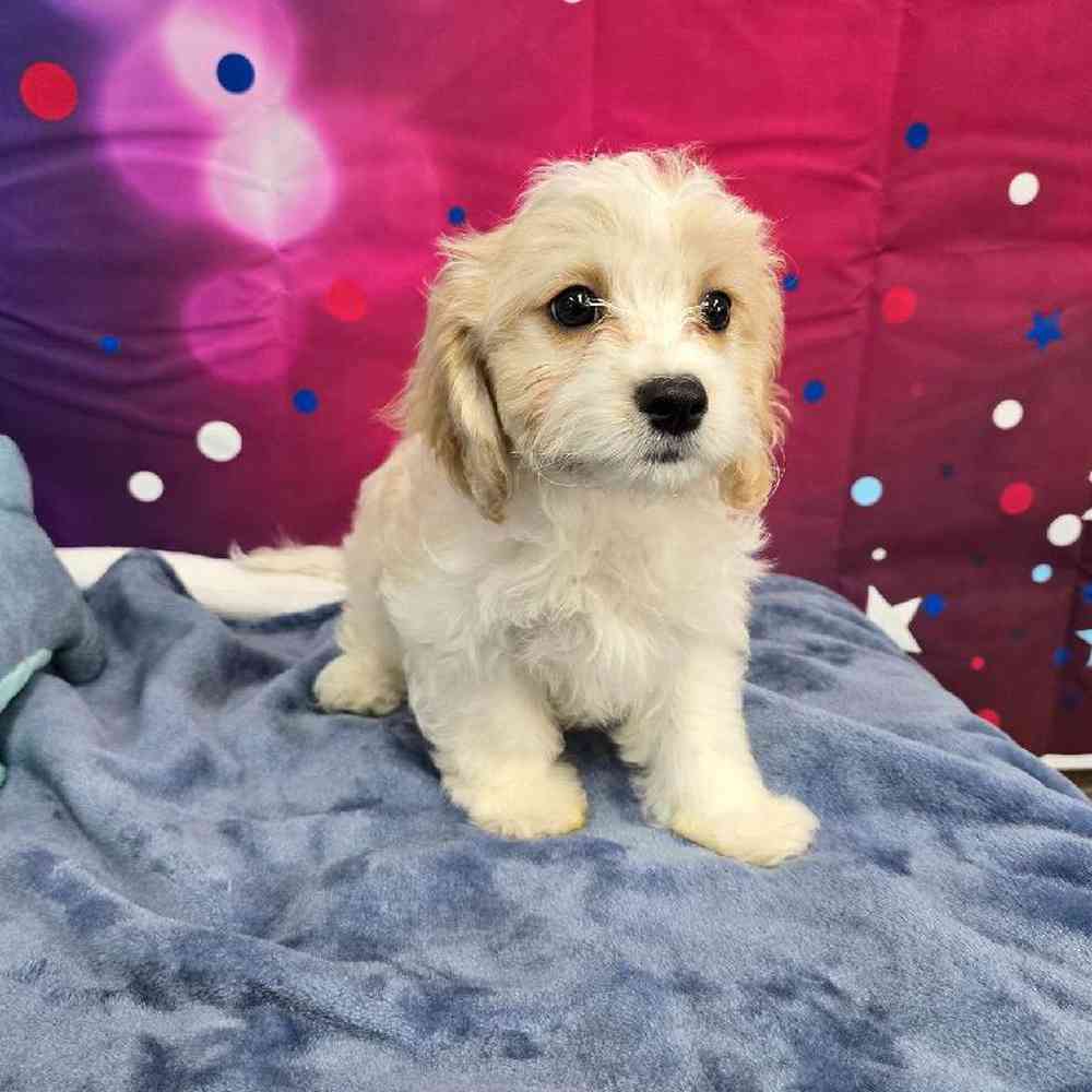 Female Cavachon Puppy for Sale in Virginia Beach, VA