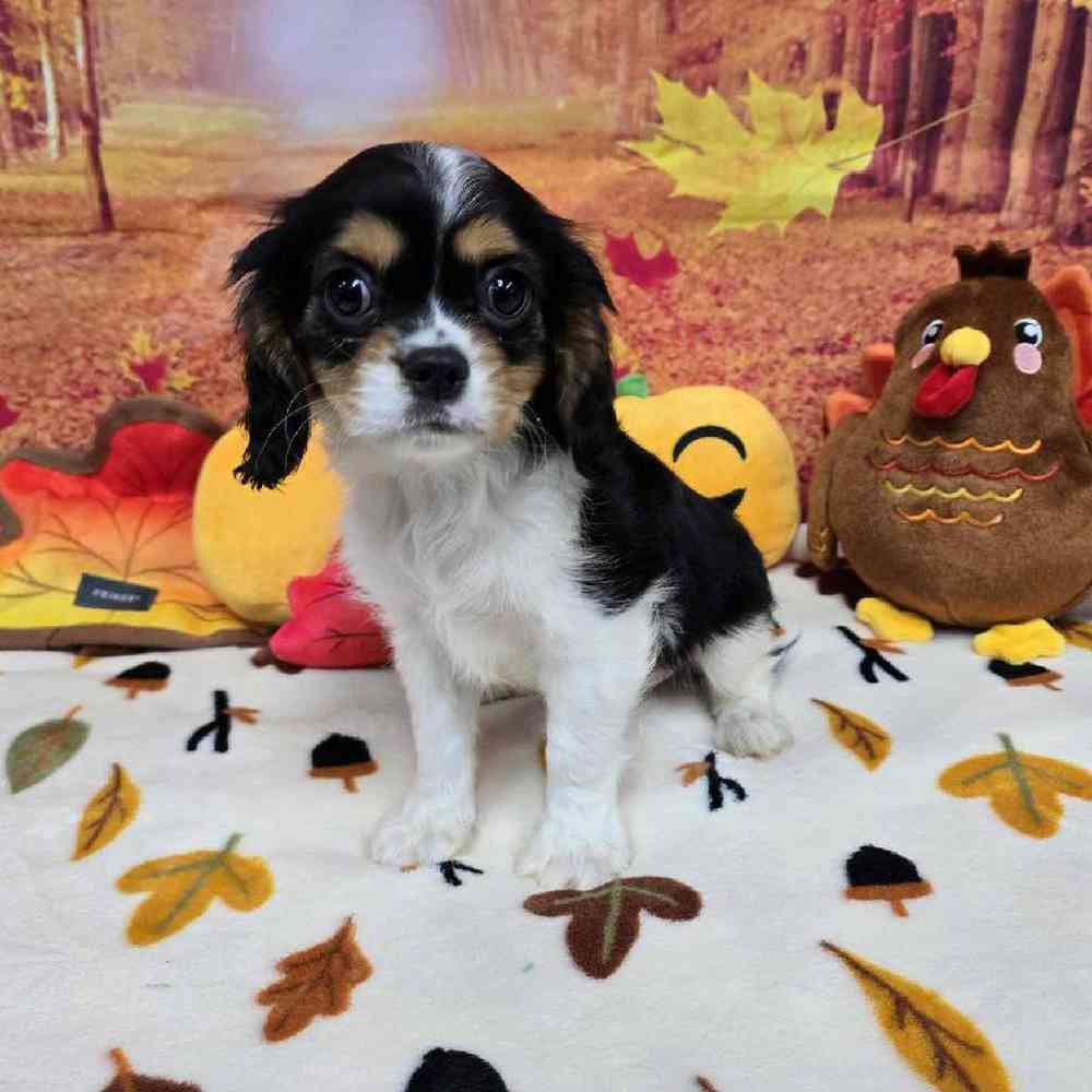 Male Cavalier King Charles Spaniel Puppy for Sale in Virginia Beach, VA