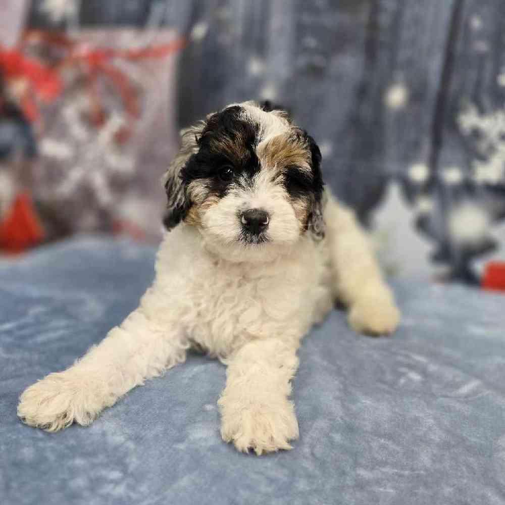 Male Mini Bernadoodle Puppy for Sale in Virginia Beach, VA