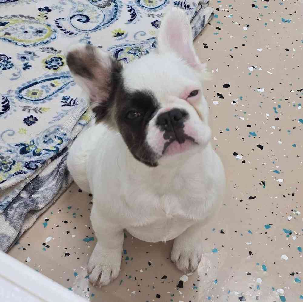 Female French Bulldog Puppy for Sale in Virginia Beach, VA