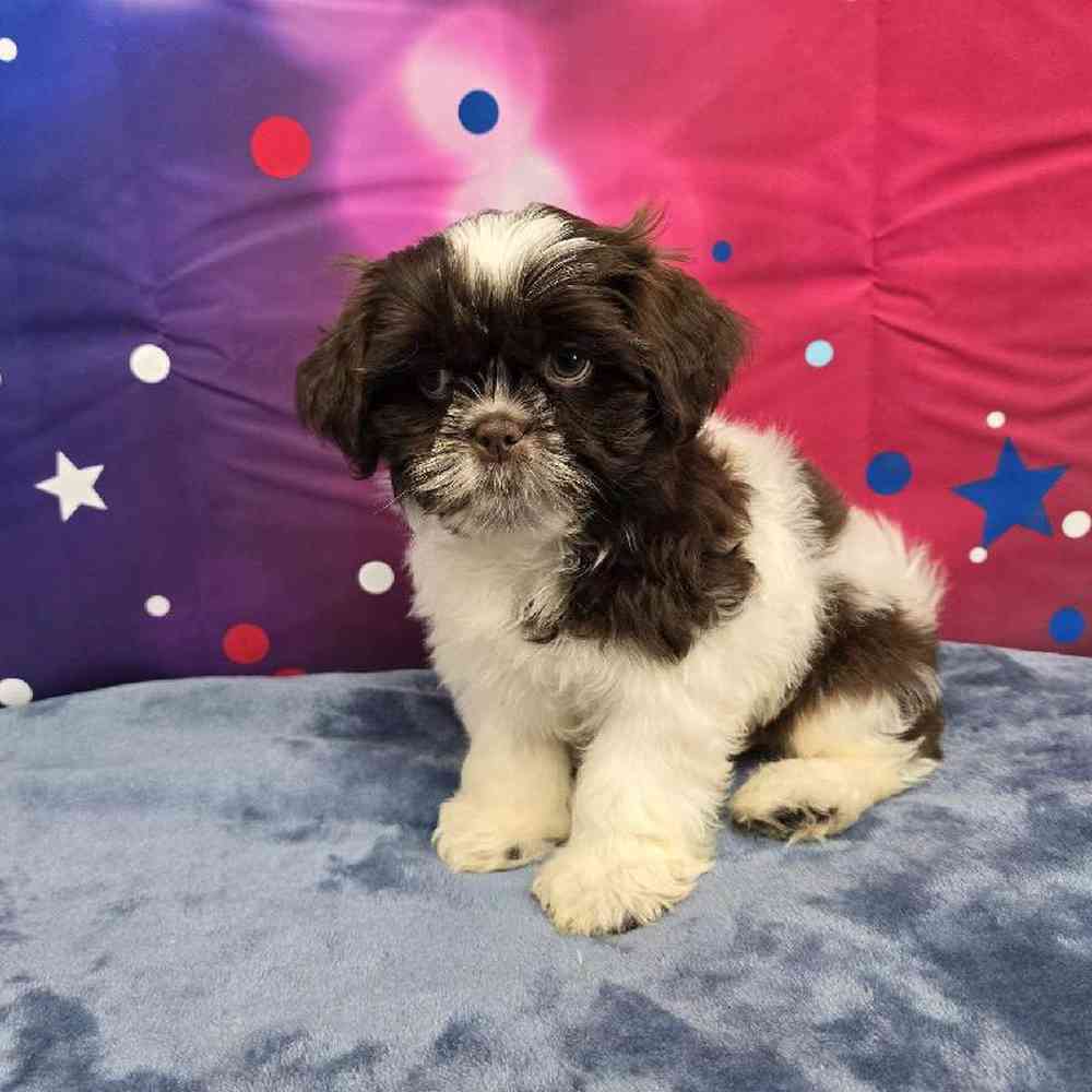 Male Shih Tzu Puppy for Sale in Virginia Beach, VA