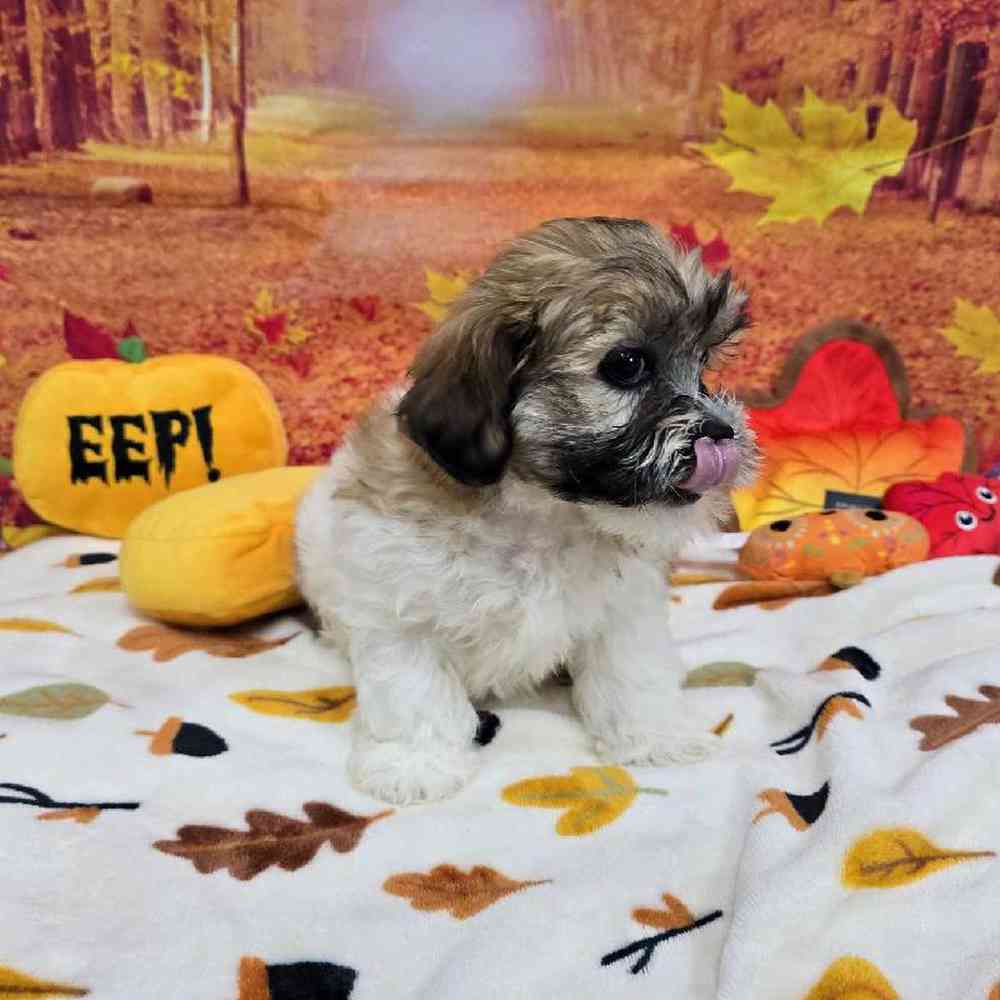 Female Teddy Bear Puppy for Sale in Virginia Beach, VA