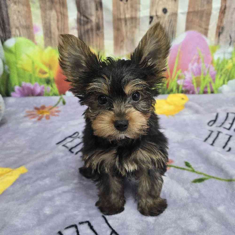 Male Yorkie Puppy for Sale in Virginia Beach, VA
