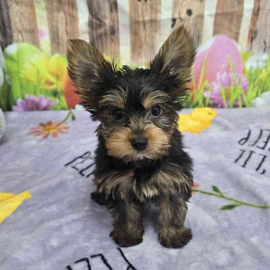 Yorkie