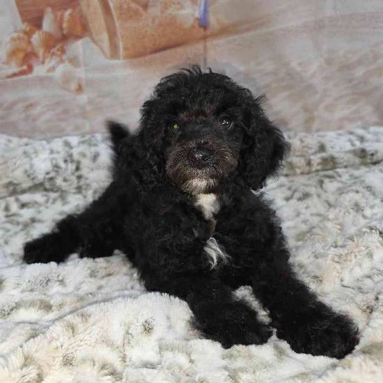 Poodle
