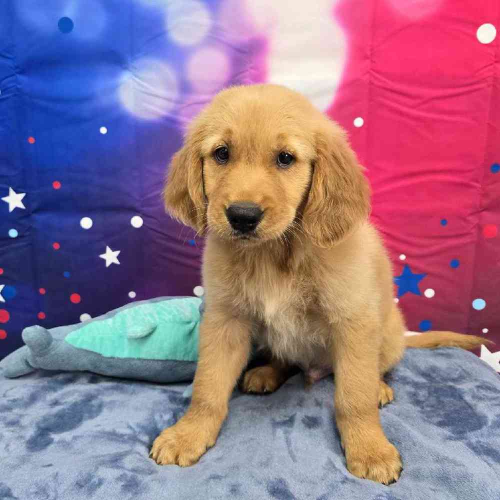 Male Golden Retriever Puppy for Sale in Virginia Beach, VA