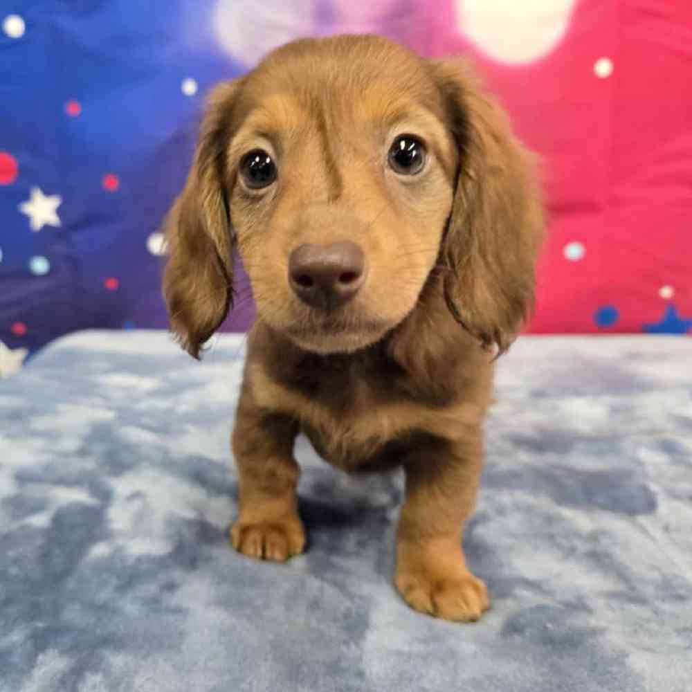 Female Dachshund Puppy for Sale in Virginia Beach, VA