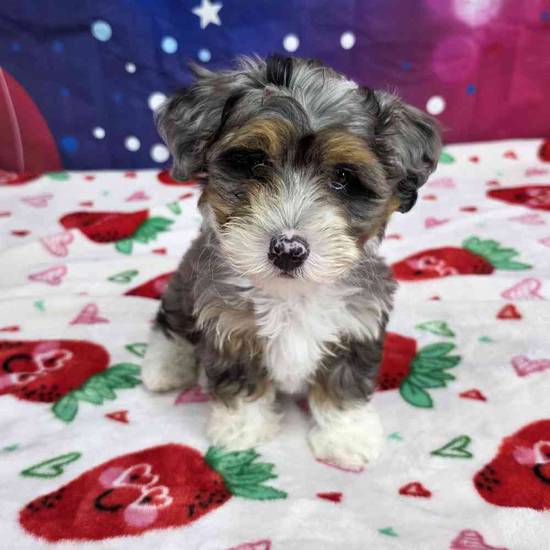 Mini Bernadoodle