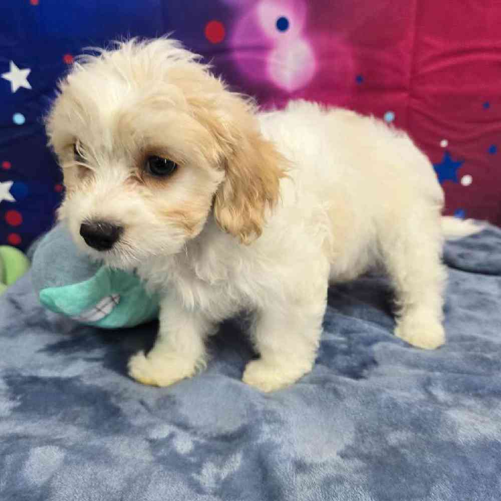 Female Cavachon Puppy for Sale in Virginia Beach, VA