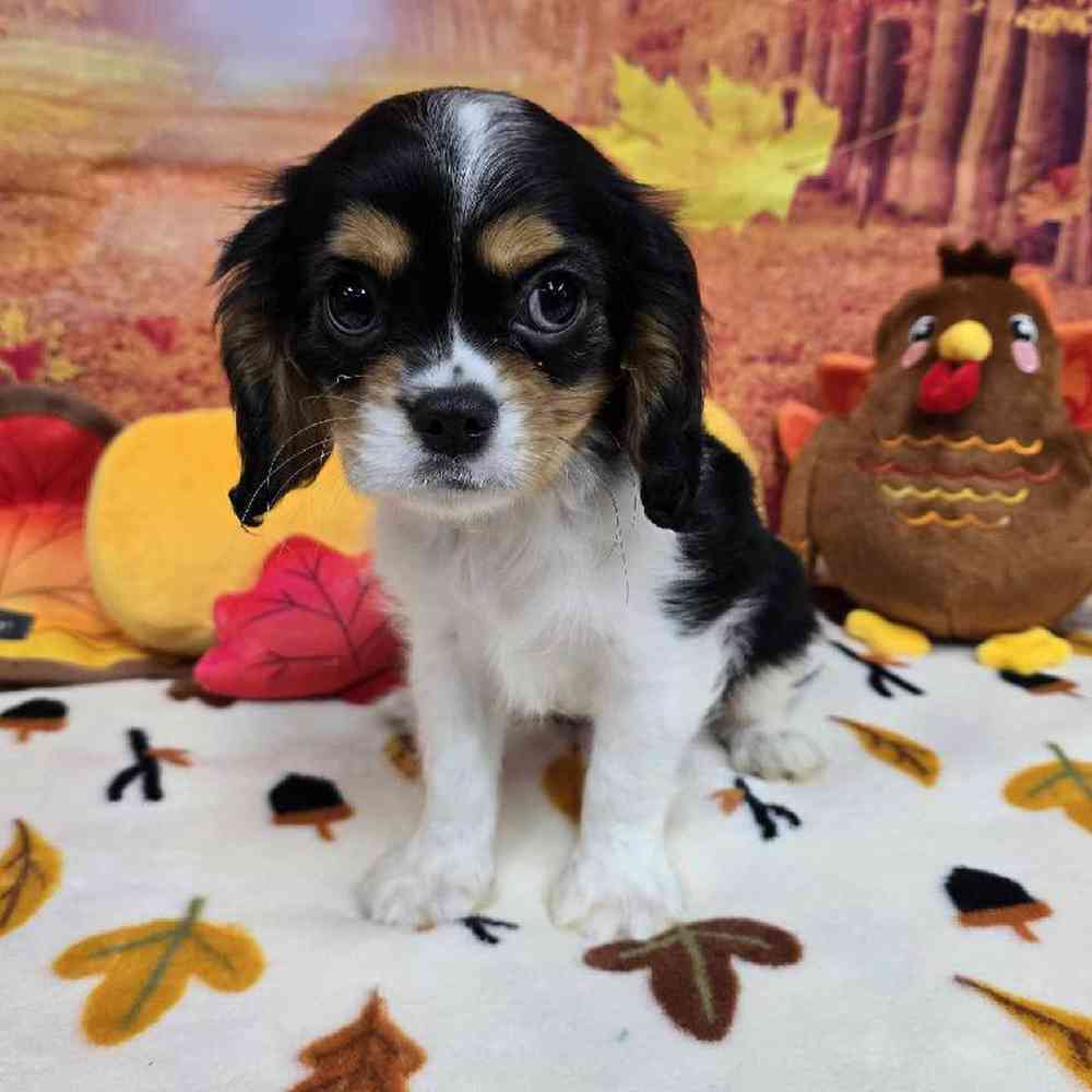 Male Cavalier King Charles Spaniel Puppy for Sale in Virginia Beach, VA